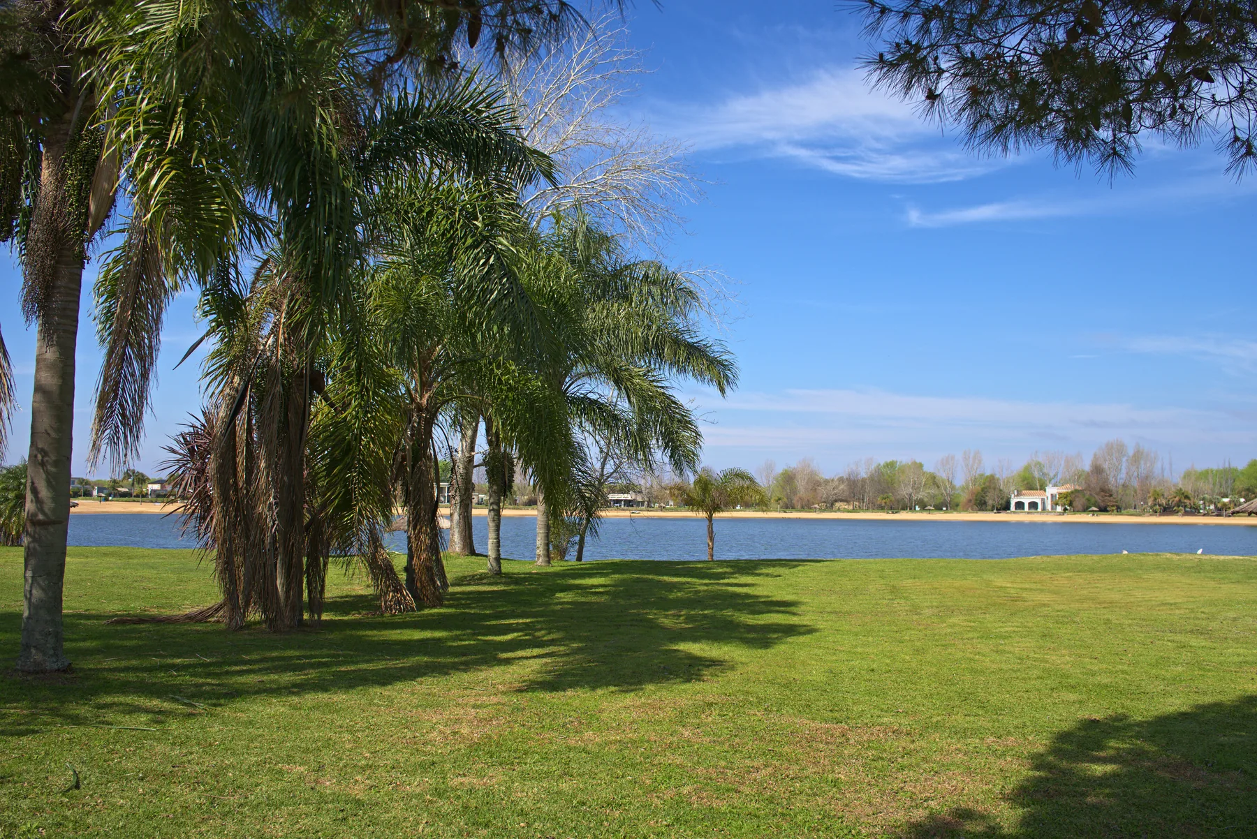 Palmeras sobre la costa del lago, con la playa enfrente.